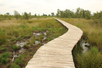Groote Peel Nationaal Park - Zuid